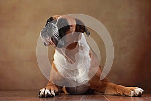 Boxer dog