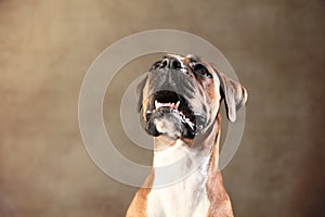 Boxer dog