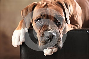 Boxer dog