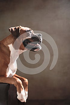 Boxer dog