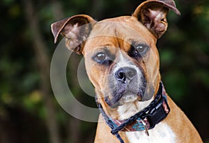 Boxer Dog