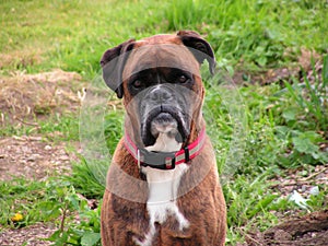 Boxer Dog