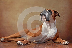 Boxer dog