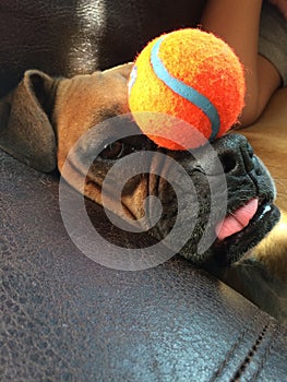 Boxer Dog Balancing Tennis Ball