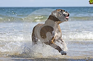 Boxer dog and ball photo