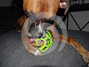 boxer dog with a ball