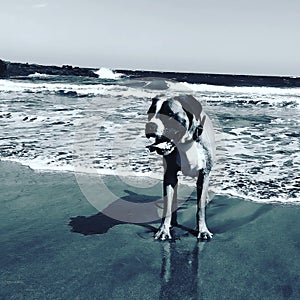 Boxer dog beach