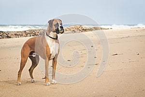 Boxer Dog on Beach photo