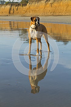 Boxer Dog Beach Reflection