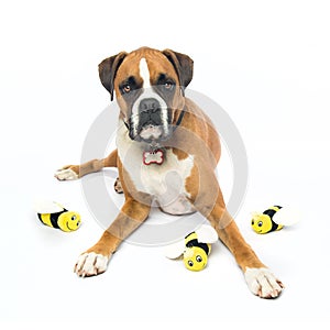 Boxer Dog Bee Happy