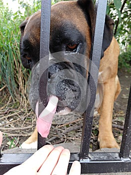 Boxer dog behind the fence. Slovakia