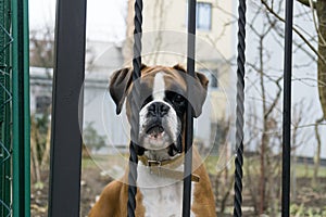 Boxer dog behind the fence. Slovakia