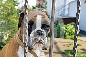 Boxer dog behind the fence. Slovakia