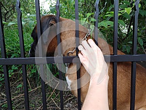 Boxer dog behind the fence. Slovakia