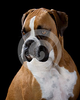 Boxer Dog on Black photo