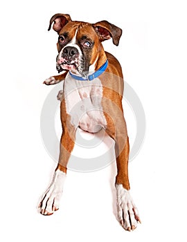 Boxer Dog With Blind Eye and Drool