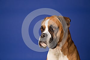 Boxer Dog on Blue