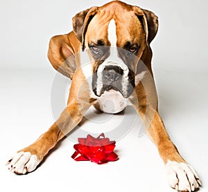 Boxer dog with a bow