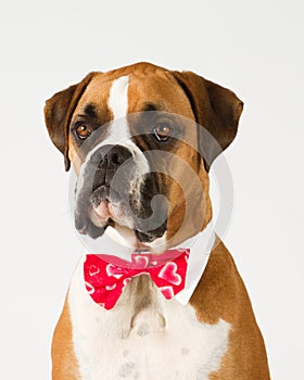 Boxer dog in Bow tie
