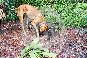 Boxer dog buries bone in the backyard