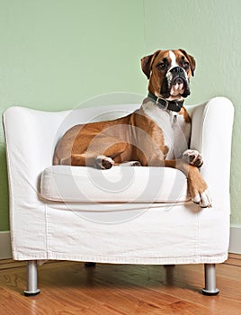 Boxer Dog in Chair