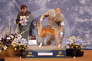 Boxer dog champion