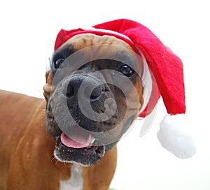 Boxer dog christmas