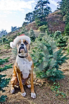 Boxer Dog at Christmas Tree Farm