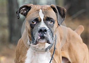 Boxer dog with docked tail portrait