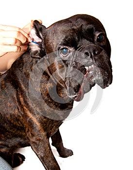 Boxer dog ears cleaning