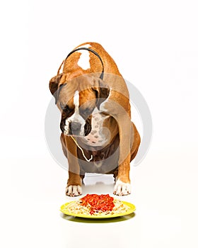 Boxer Dog Eating Spaghetti