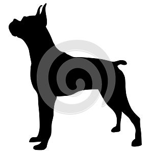 Boxer dog eps vector illustration by crafteroks