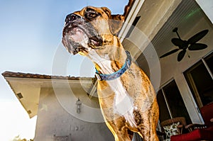 Boxer dog face has water coming out