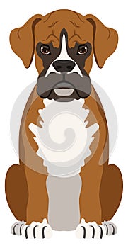 Boxer dog. Fight breed animal. Pet portrait