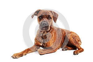 Boxer dog in front of white background