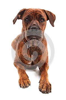 Boxer dog in front of white background