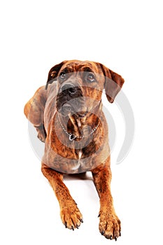 Boxer dog in front of white background