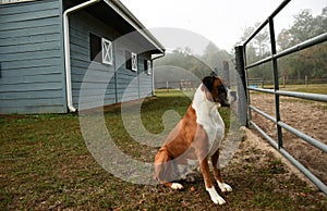 Boxer dog guarding farm photo