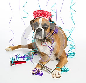 Boxer Dog Happy New Year