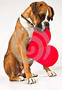 Boxer dog with a heart