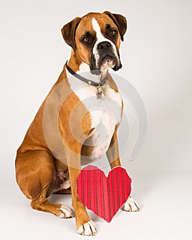 Boxer Dog with a heart