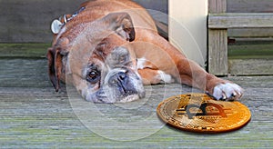Boxer dog holding bitcoin cryptocurrency with paw