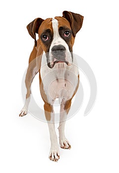 Boxer Dog Isolated on White