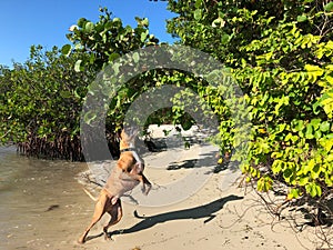 boxer dog jumping on a beach