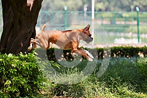 Boxer dog jumping over green bush in public park, outdoor walking with adult pet