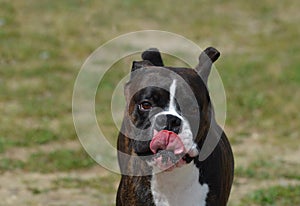 Boxer Dog Licking His Nose