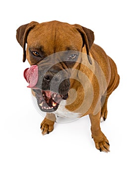 Boxer Dog licking lips