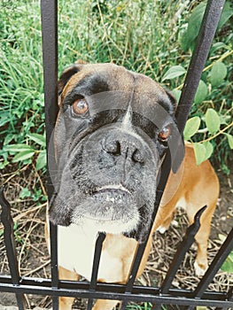 Boxer pes za plotem. Slovensko