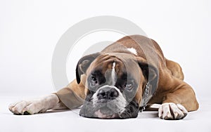 Boxer dog lying with his head on the floor on a white background