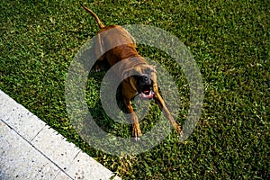 Boxer dog makes funny face in the grass